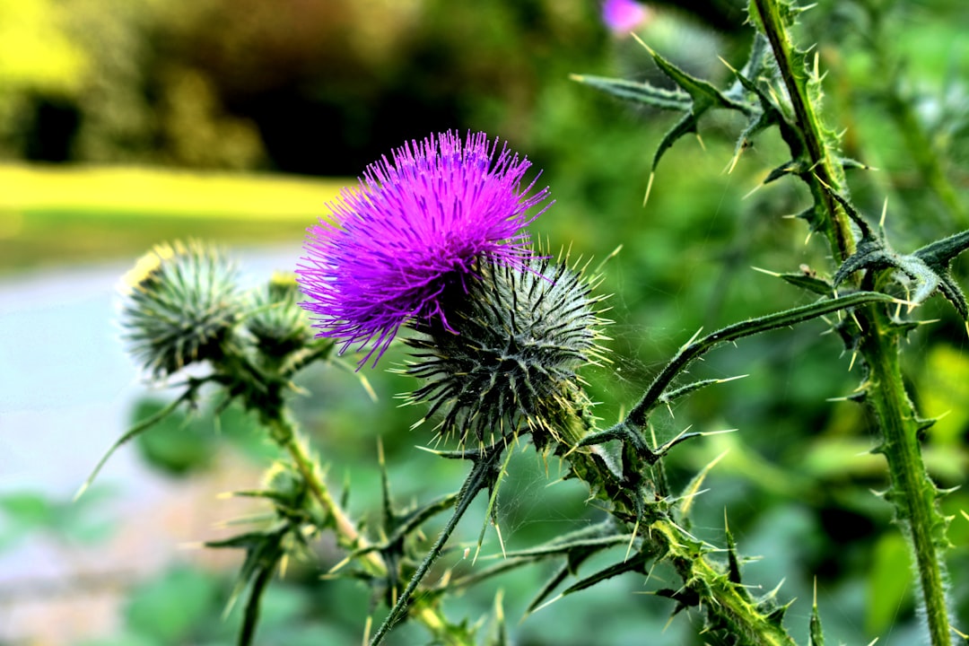 a close up of a purple flower near a body of water a8ar sysie8 Contact
