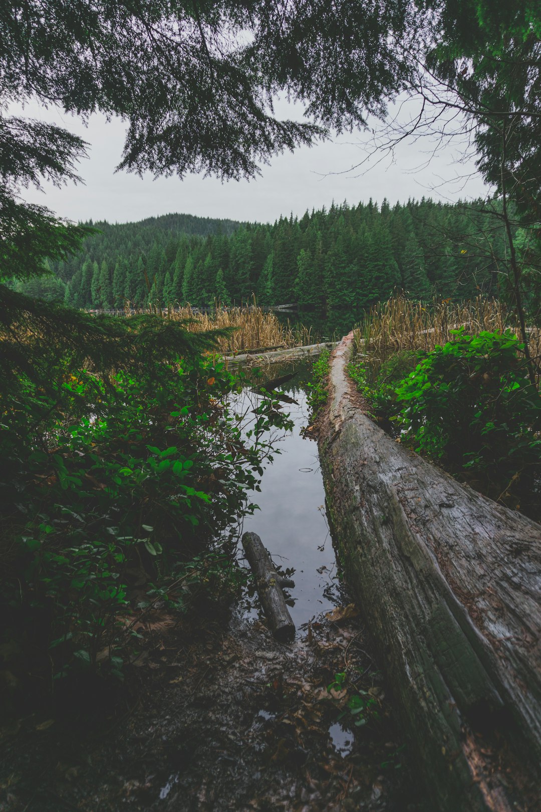 our-mission-01 a log laying across a small stream in a forest xrw tcjknbc About
