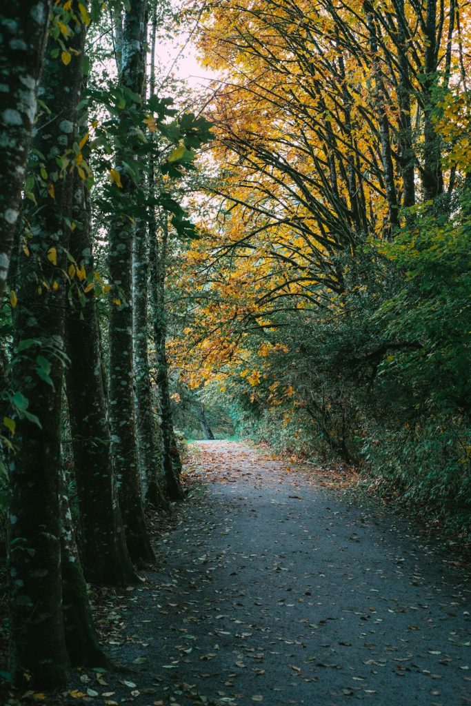 Tynehead Regional Park a path through a forest with lots of trees.
