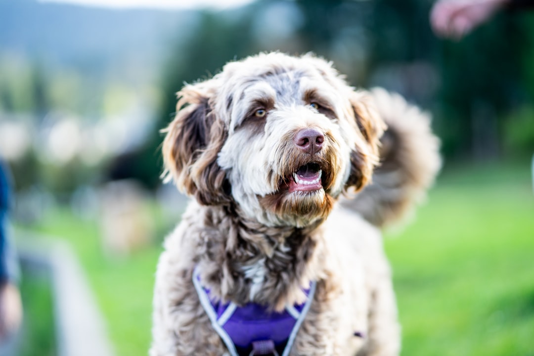 brown and white long coated small dog with purple collar 5qlukibjhvm Surrey Local