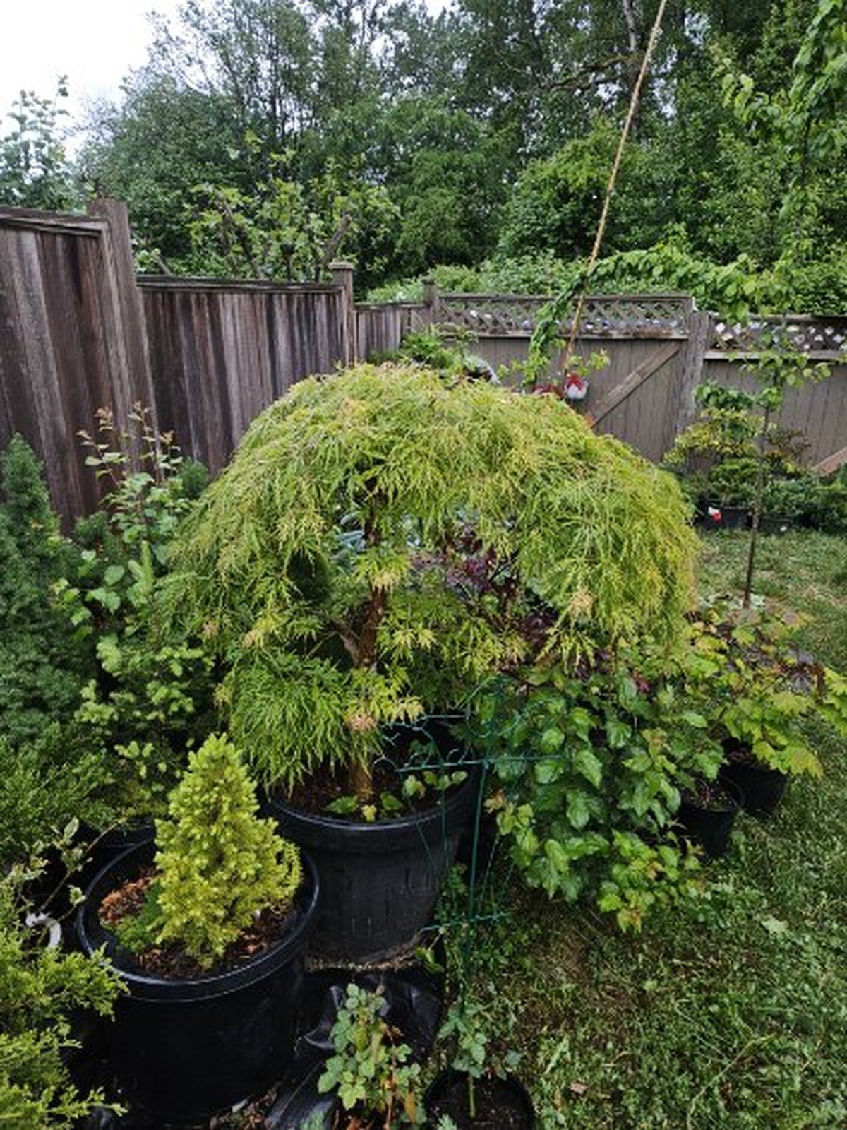 scg interior surrey Second Chance Gardening Second Chance Gardening - Garden maintenance and lawn care