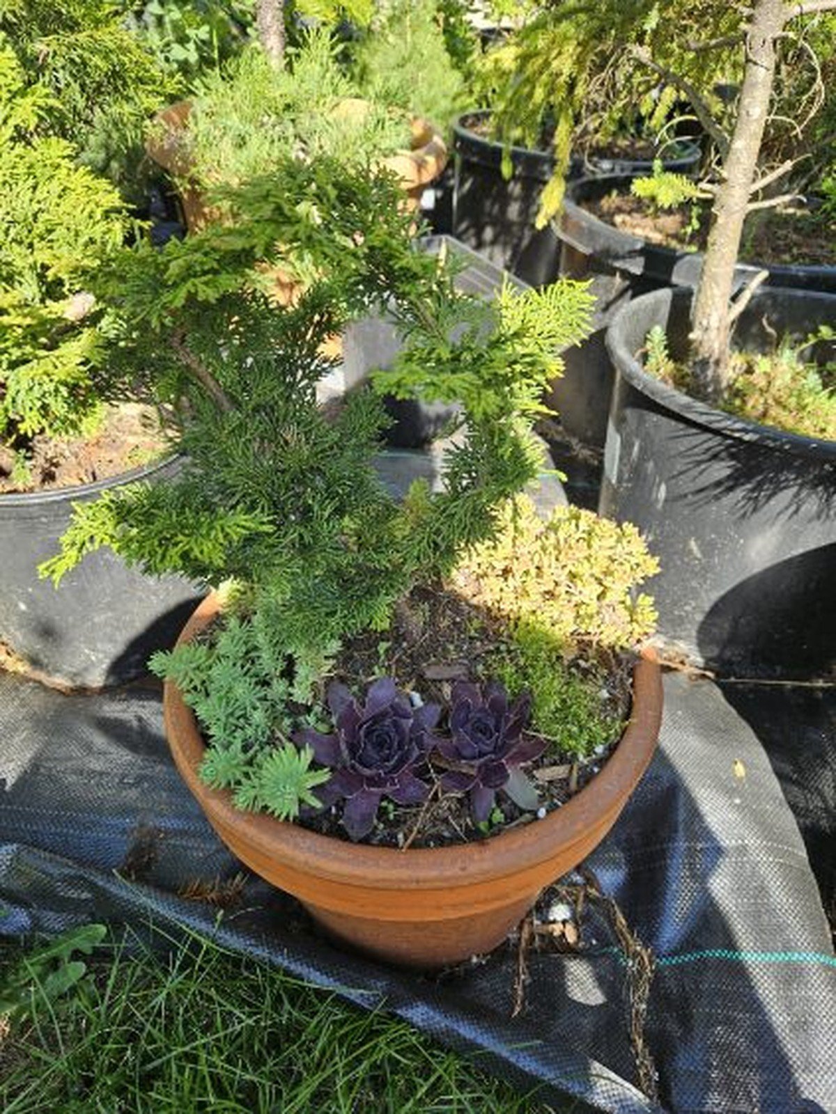 scg square surrey Second Chance Gardening Second Chance Gardening - Plant care services