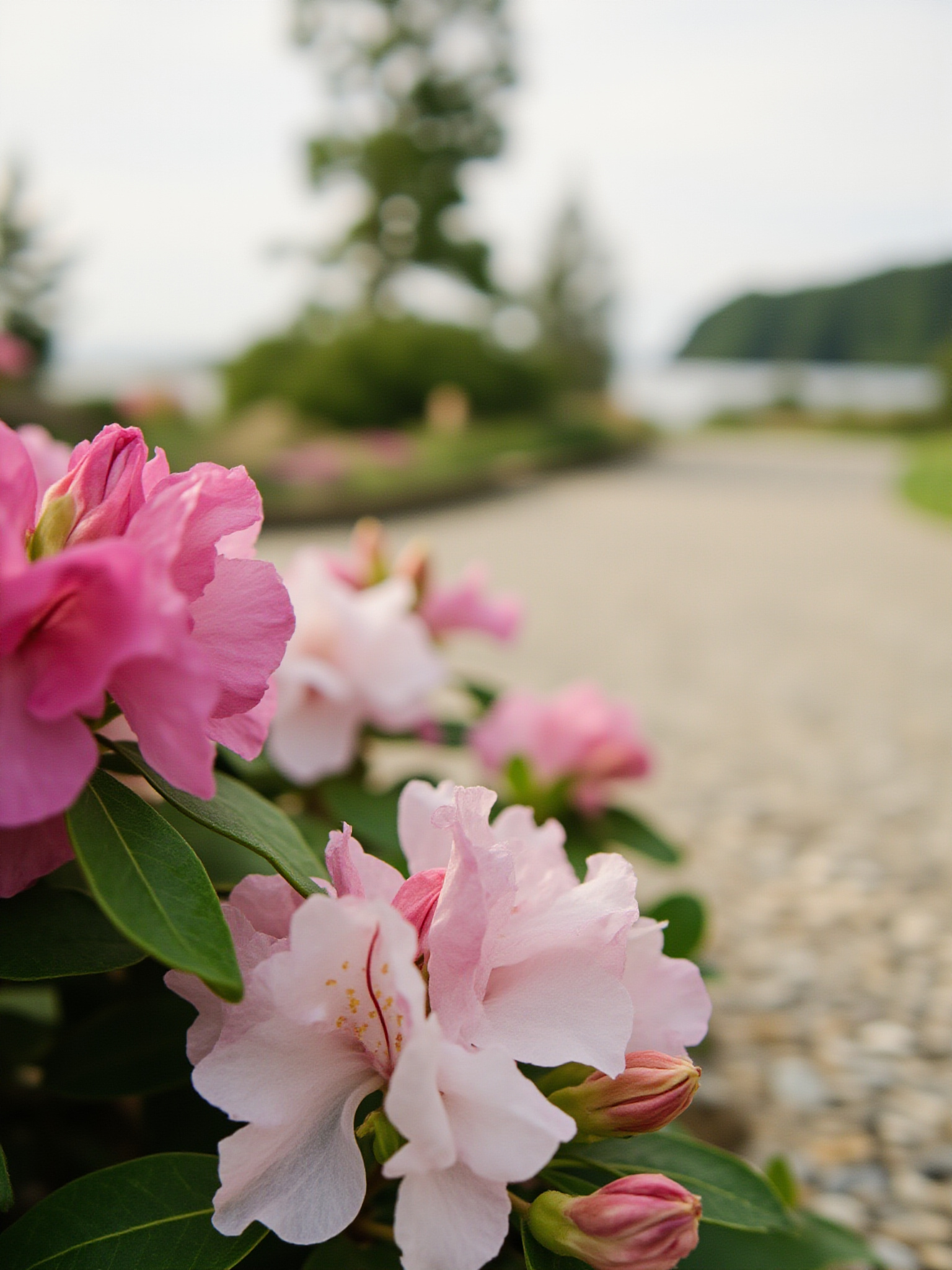 bearcreek sec0 v2 surrey Bear Creek Park Surrey: The Complete Visitor's Guide Bear Creek Gardens