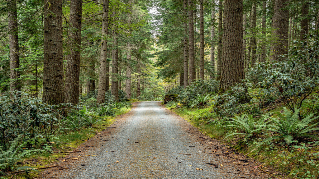 Flat gravel trail through tall second-growth conifer forest at Green Timbers Urban Forest in Surrey BC