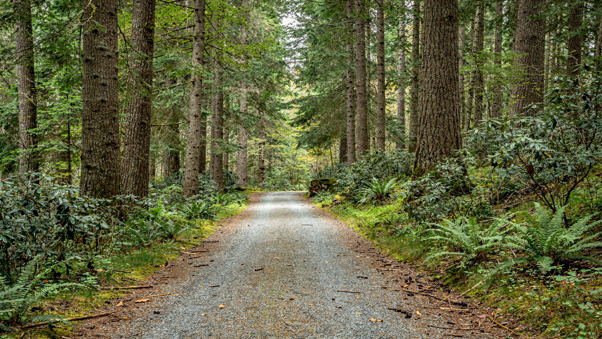 greentimbers featured surrey Green Timbers Urban Forest: A Guide to Surrey's Birthplace of Reforestation Flat gravel trail through tall second-growth conifer forest at Green Timbers Urban Forest in Surrey BC