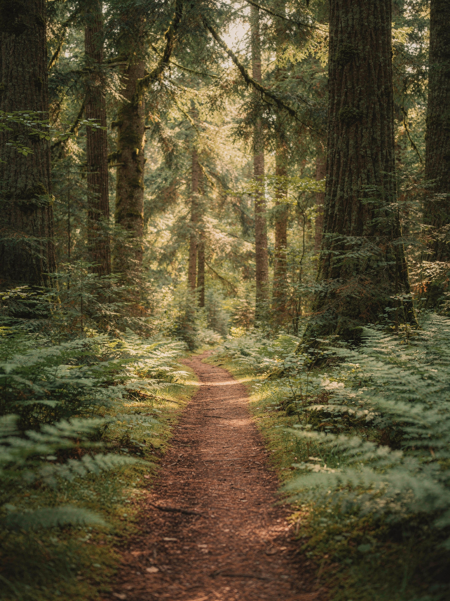 greentimbers sec1 surrey Green Timbers Urban Forest: A Guide to Surrey's Birthplace of Reforestation Trails Through the Forest