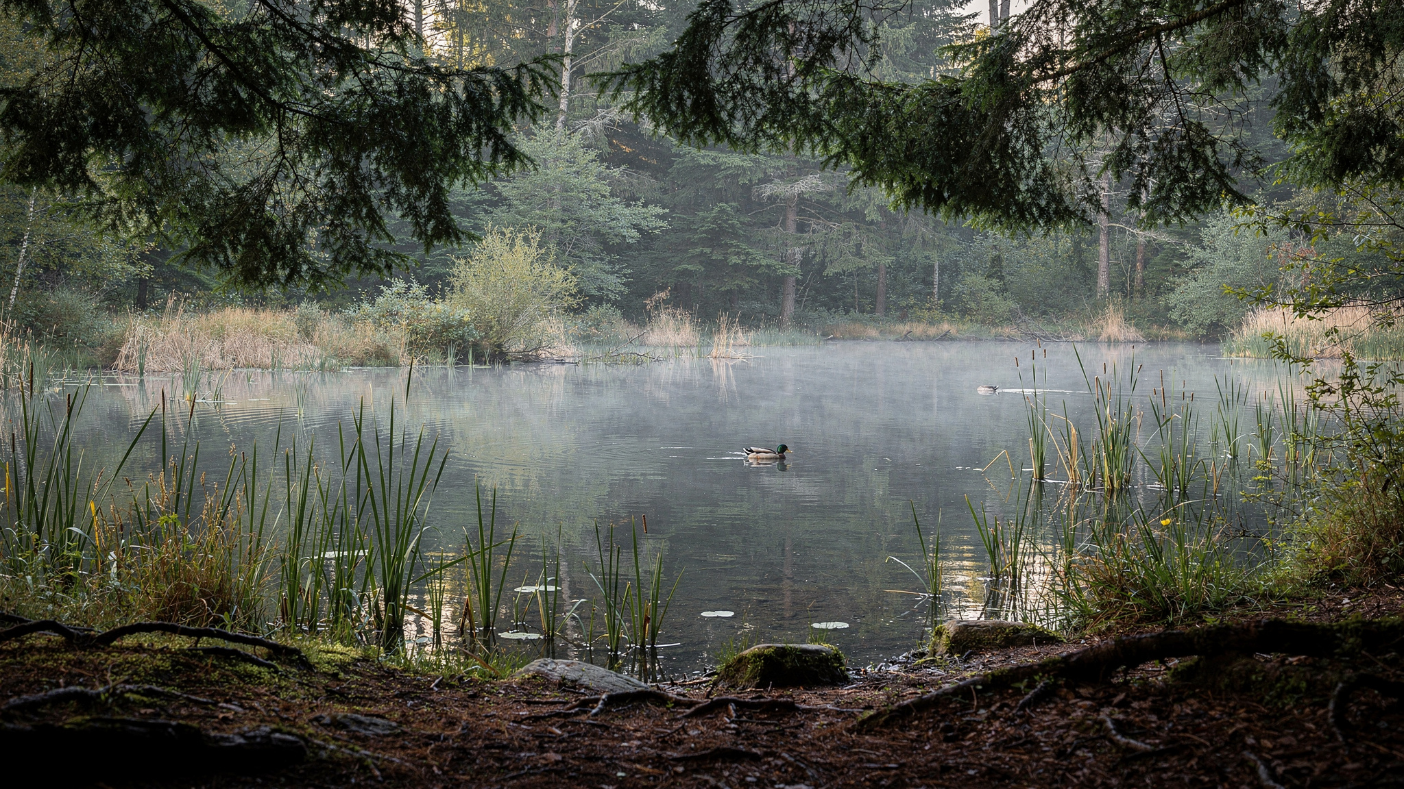 greentimbers sec2 surrey Green Timbers Urban Forest: A Guide to Surrey's Birthplace of Reforestation The Lake and Local Wildlife