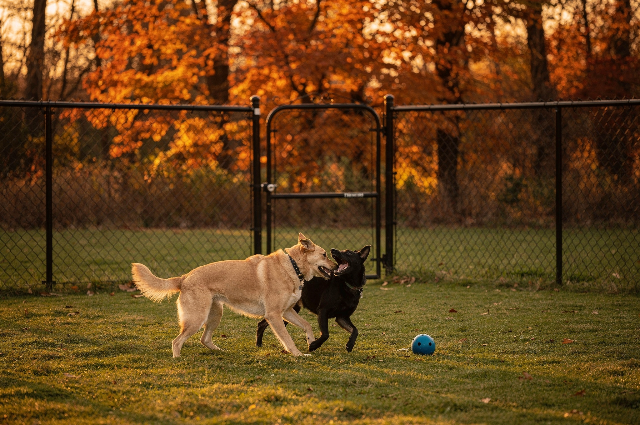 private dog park solutions v2 Surrey Dog Parks & Pet Services private dog park solutions