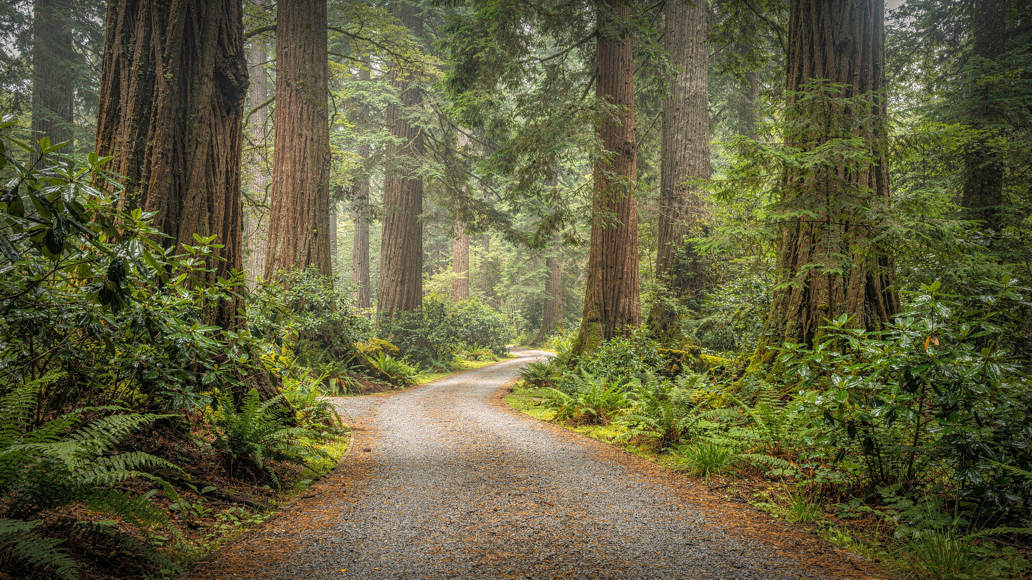 redwoodpark hero surrey v2 Redwood Park Surrey: The Complete Visitor's Guide Redwood Park Surrey: The Complete Visitor's Guide