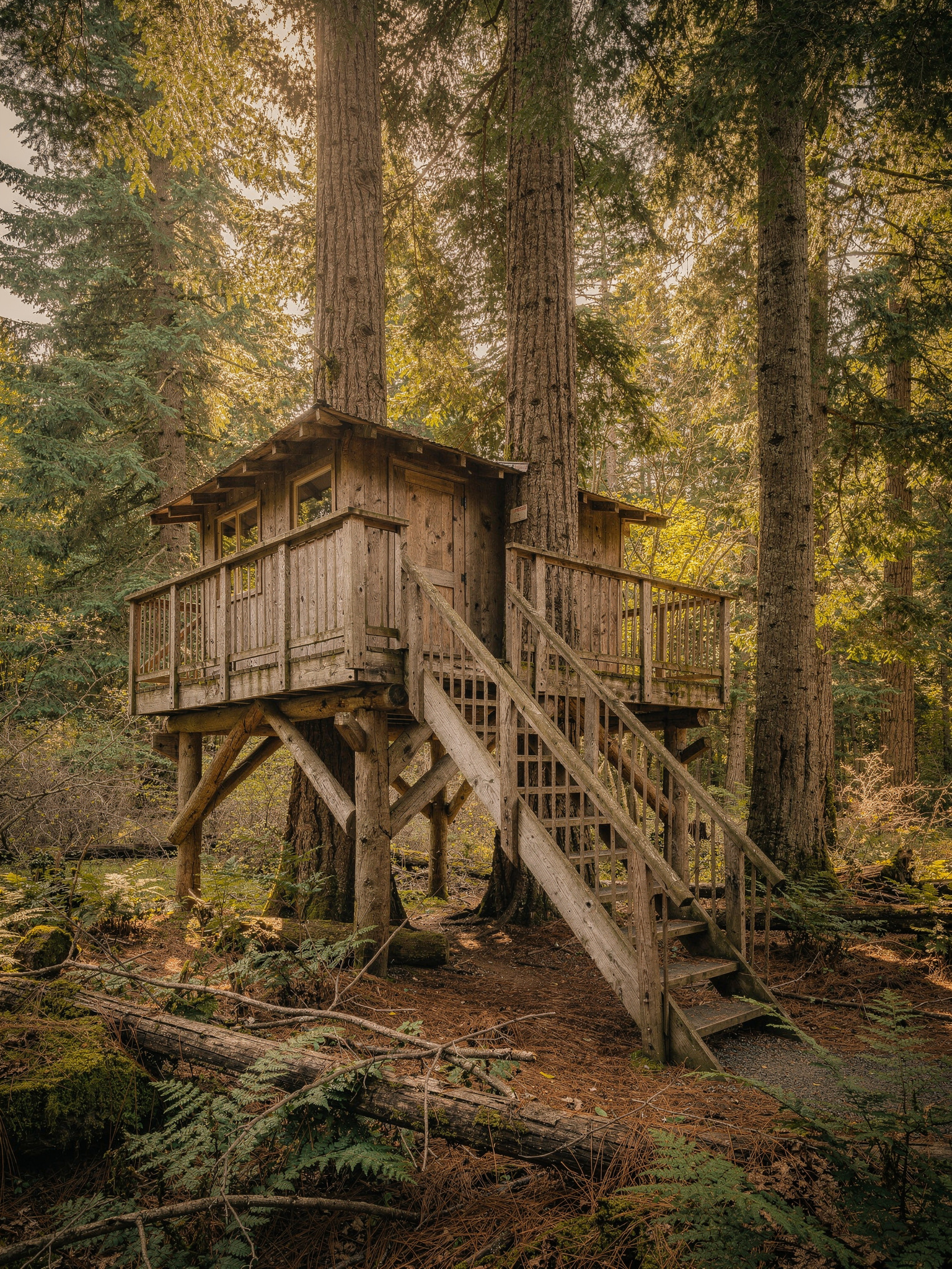 redwoodpark sec1 surrey v2 Redwood Park Surrey: The Complete Visitor's Guide The Treehouse and Children's Area