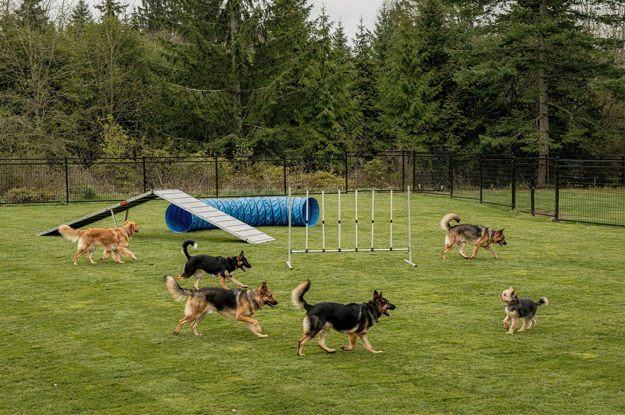 surrey bc dog services v2 Surrey Dog Parks & Pet Services off leash dog agility park surrey bc