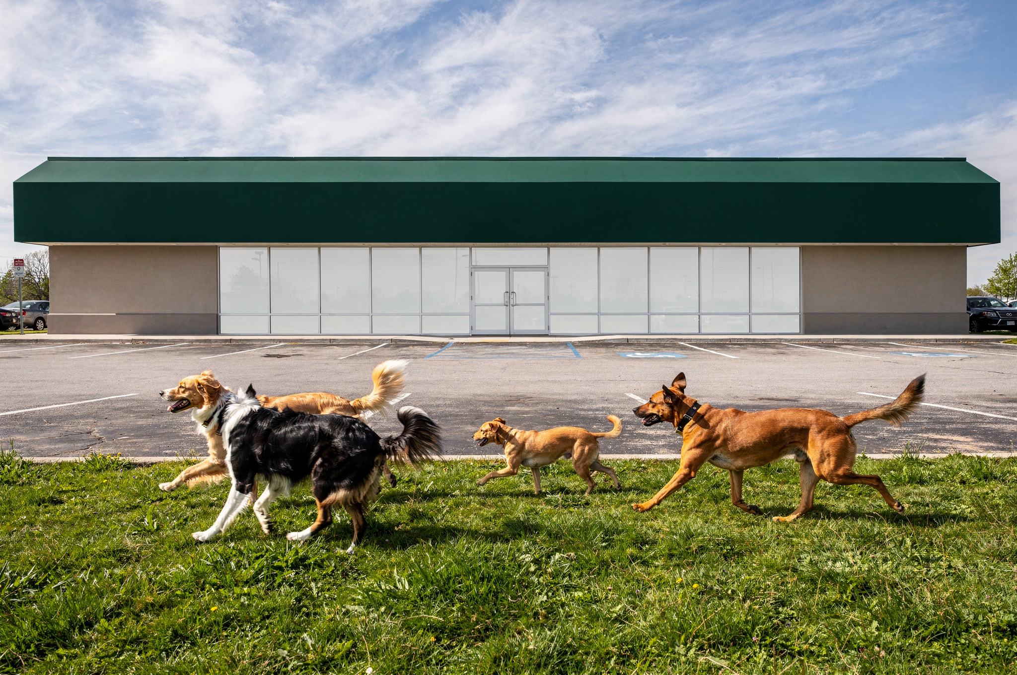 surrey pet supply options v2 Surrey Dog Parks & Pet Services surrey pet supply options